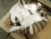 Working with Animals. Nov 14: 3 cats in basket