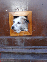 Working with Animals. Nov 14: Nellie the dog and the cat flap 
