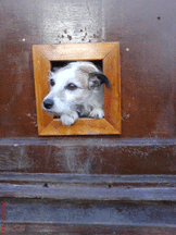 Working with Animals. Nov 14: Nellie the dog and the cat flap