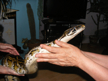 Working with Animals. Nov 14: Rainy the Snake