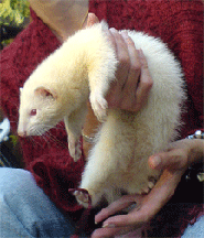 Working with Animals. Nov 14: baby ferret smaller