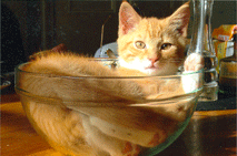 Working with Animals. Nov 14: Cat in a Bowl