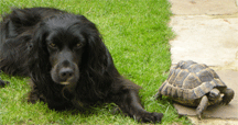 Working with Animals. Nov 14: Dog and Tortoise