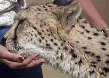 Working with Animals. Nov 14: Stroking Cheetah's Head