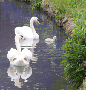 Welcome. Nov 14: Swan parent and baby